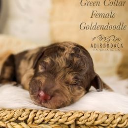 Green collar - Merle female Goldendoodle puppy in Plattsburgh, New York from Adirondack Poodles Goldendoodles,Bernedoodles & Schnoodles