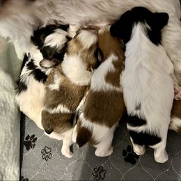 Morkie puppies from Hummingbird Fields