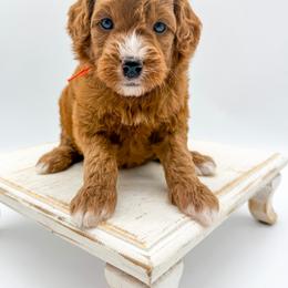 Twix - Red  female Goldendoodle puppy in Sunman, Indiana from Brunsman Country Doodles LLC