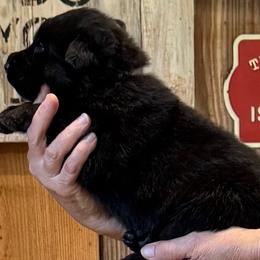 Boy 4 - male German Shepherd puppy in Hattiesburg, Mississippi from Weizen German Shepherds