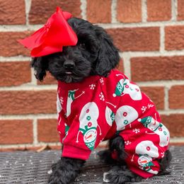 Australian Labradoodles from Labradoodle Dreams