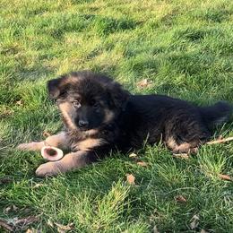 Evergreen - Black and tan female German Shepherd puppy in Walla Walla, Washington from Silver Knight Shepherds