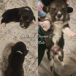 Boy 3 - Black and tan male Pembroke Welsh Corgi puppy in Ridgeville, Indiana from Bonvillian Pups