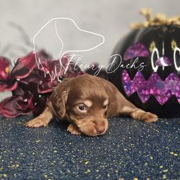 Boogie - Chocolate and cream female Dachshund puppy in Martin City, Montana from FleuryDachs