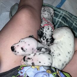 Dalmatian Puppies from Hallmark Dalmatians;