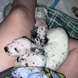 Dalmatian Puppies from Hallmark Dalmatians;