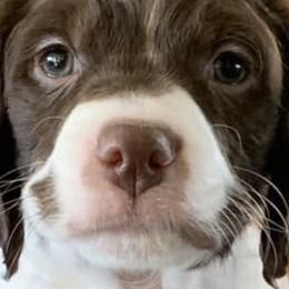 Brittanys and Tibetan Spaniels from MoonRiver Brittanys & Tibetan Spaniels