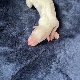 Murray - Cream male Borzoi puppy in Clinton, Tennessee from Ivanhoe Borzoi