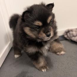 Raven - Tri-color female Pomsky puppy in Temple, Texas from Lone Star Pomsky