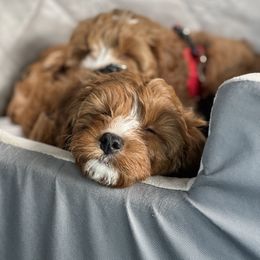 Cavachon, Cavalier King Charles Spaniel, and Cavapoo Puppies from LierChonPoo