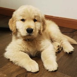 Golden Retriever Puppies from Journey Golden Retrievers