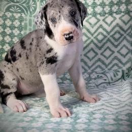 Great Dane Puppies from North Cedar Danes