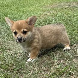 Cupcake - Red female Pembroke Welsh Corgi puppy in Ocala, Florida from Rivermont Farm