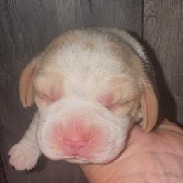 Willow - Red and white male Beagle puppy in Viper, Kentucky from Mountain Top