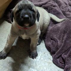 Kangal Puppies from Black Locust Katahdins