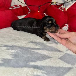 Sally - Black and cream female Dachshund puppy in Ceres, California from Rockin' M’s LilBitty Dachshunds (LBD)