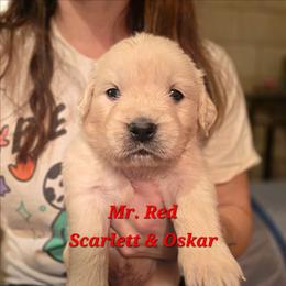 Mr. Red - Light golden male Golden Retriever puppy in Waynesburg, Ohio from Avalon English Retrievers