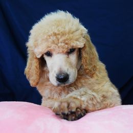 Parsley - Apricot female Poodle puppy in Clearwater, Florida from Poodle Majesty