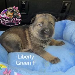 Liberty green - Sable female German Shepherd puppy in Livingston, Kentucky from Illyria Dox & GSD