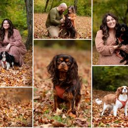 Cavalier King Charles Spaniels from The Cavaliers at EAP Acres