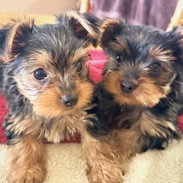Yorkshire Terrier Puppies from Kim’s Rocket Yorkies