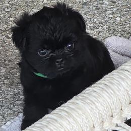 Green - Black male Affenpinscher puppy in Hastings, Florida from Tamari Affenpinchers and Oakhurst Rhodesians