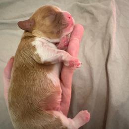 Boy 3 - Blenheim male Cavalier King Charles Spaniel puppy in Melbourne, Florida from Majestic Cavaliers of Melbourne FL