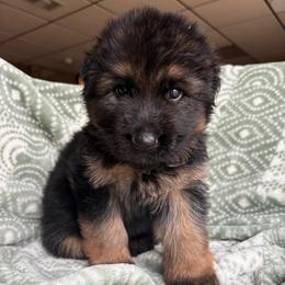 Jolt - Black and red male German Shepherd puppy in Coplay, Pennsylvania from By My Side Germans Shepherds & Dobermans