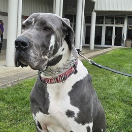 Jagger - Great Dane