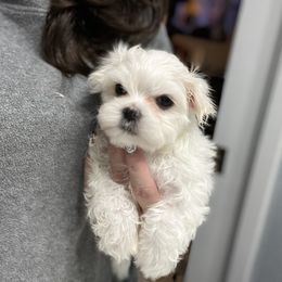 "Ghost " Maltese Puppies from Genice’s Small Wonders
