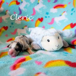 Cleric - Blue merle female Australian Shepherd puppy in Benton City, Washington from Eventide Australian Shepherds