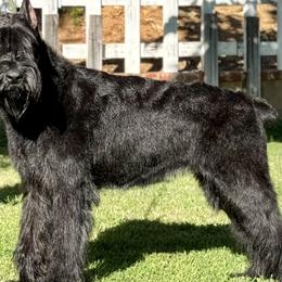 Malefica - Giant Schnauzer