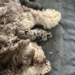 Aussiedoodle, Companion Cross, Poodle, and Yorkipoo Puppies from Teakwoodpoodleofsocal