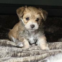 Spirit - White and tan female Morkie puppy in Tucson, Arizona from Sun-Kissed Morkies