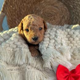 Nugget - Red  female Poodle puppy in Concord, California from Golden State Good Dogs