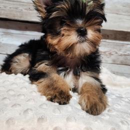 Yorkshire Terrier Puppies from Hetzel’s Enchanted Yorkies (Michigan)