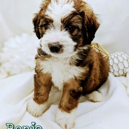 Bernedoodle and Bernese Mountain Dog Puppies from Western Skies Kennels