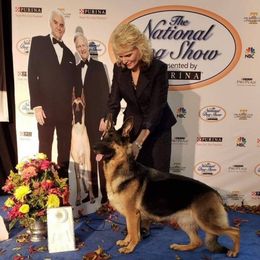 Capella - German Shepherd