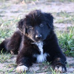 Spruce - Black & white male Australian Shepherd puppy in Stephenville, Texas from Rockin B Australian Shepherds