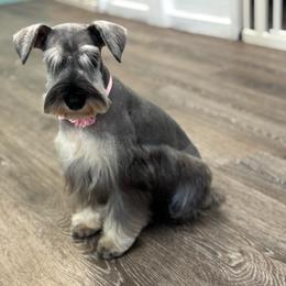 Blossum - Miniature Schnauzer