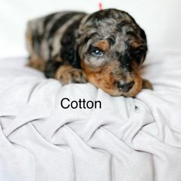 Cotton - Merle female Goldendoodle puppy in Pasco, Washington from Camp Doodle Woods