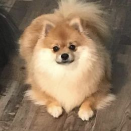 Pomeranians from Angelic Precious Pomeranians