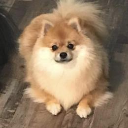 Pomeranians from Angelic Precious Pomeranians