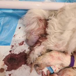 Coton de Tulear Puppies from Classy Cotons