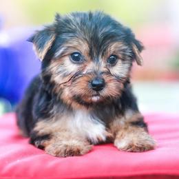 Enchanting Girl - Black and tan female Yorkshire Terrier puppy in Stanton, California from Essence of Grace Yorkies