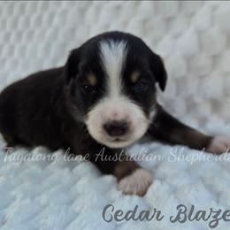 Cedar Blaze - Red tri male Miniature Australian Shepherd puppy in Muskogee, Oklahoma from Tagalong Lane Australian shepherds