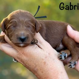 Gabriel - Red  male Goldendoodle puppy in Newnan, Georgia from Wagging Tailz Pups