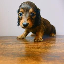 Zander 3200 - Red male Dachshund puppy in Sylvania, Alabama from Yancey’s Doxies