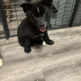 Pomsky Puppies from Pomskies 4 Dayz