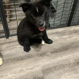 Pomsky Puppies from Pomskies 4 Dayz